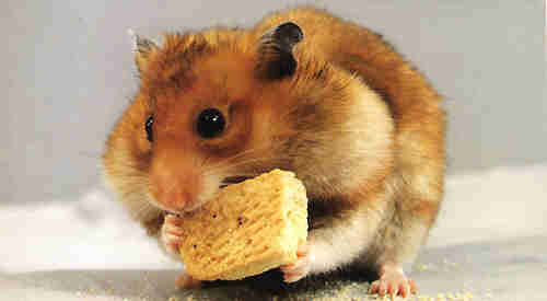 2009/05/somethingorotherwhatever-hamster
