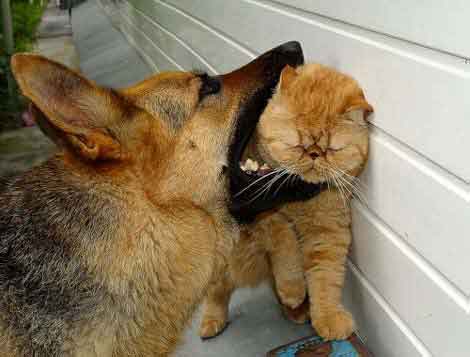 2009/09/dog-vs-cat
