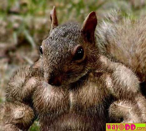 2010/02/funny-pictures-thats-one-big-squirrel-08b