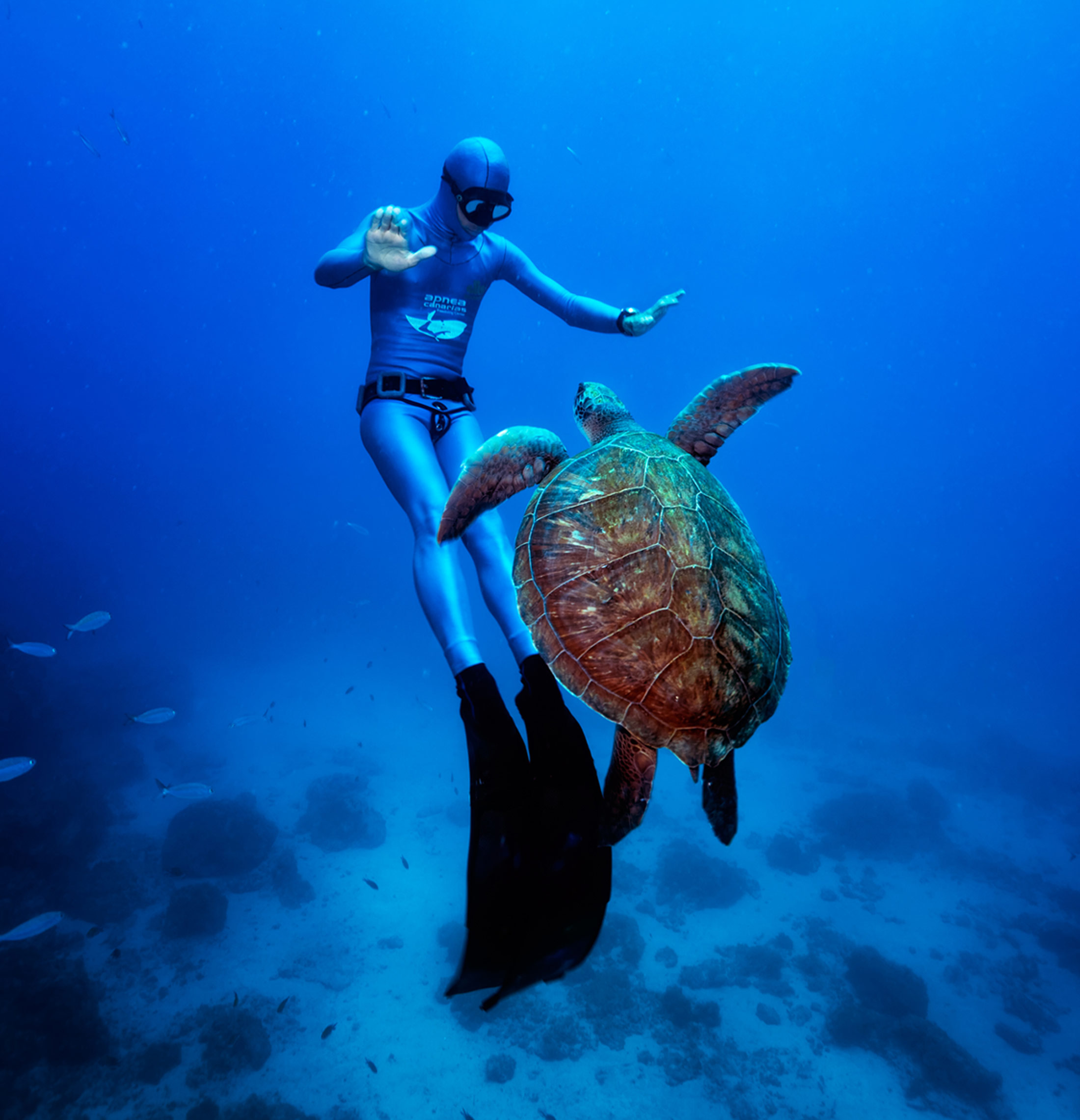 2024/03/sea-turtle-and-scuba-diver