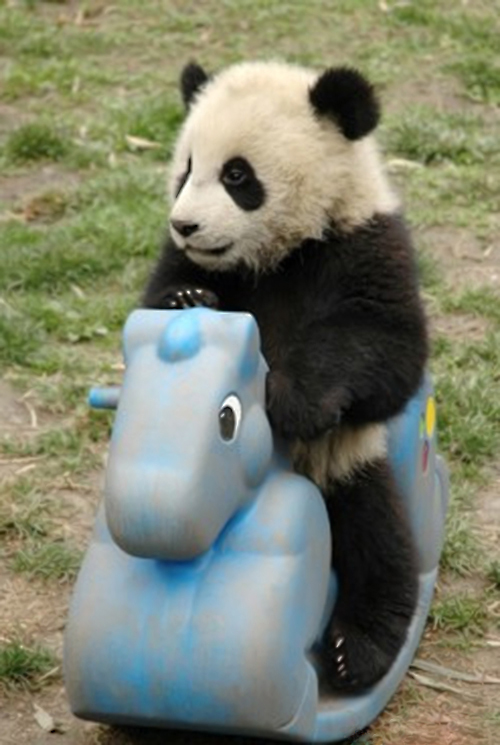 2009/05/lowbird-panda-rides-seesaw