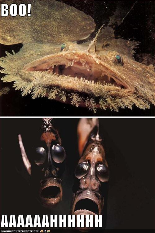 2009/05/wordpress-funny-pictures-boo-aaah-fish-two