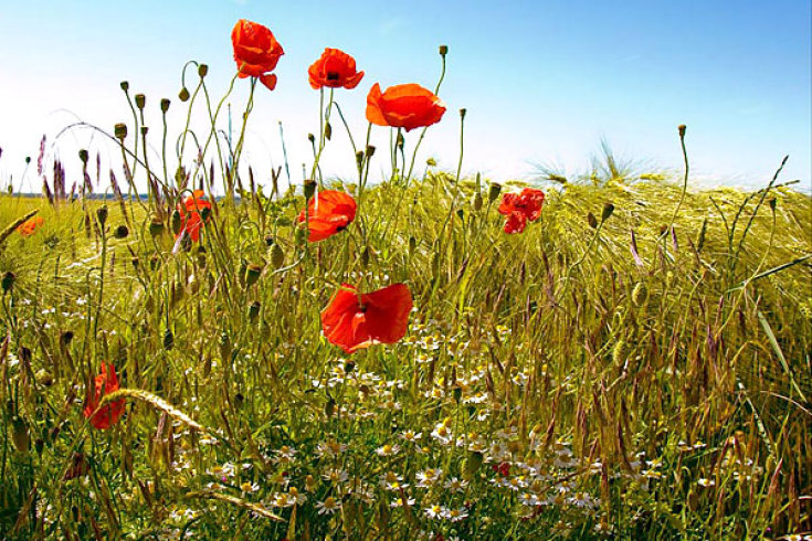 2009/08/strcdn-wetter-schoen-view-05082009-01-fitin-735-490