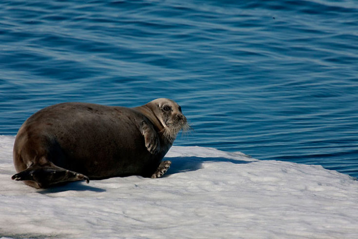 2009/09/strcdn-greenpeace-arktis-10-maxsize-735-490