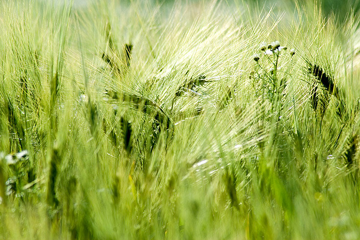 2009/09/strcdn-schoenwetter-15092009-02-maxsize-735-490