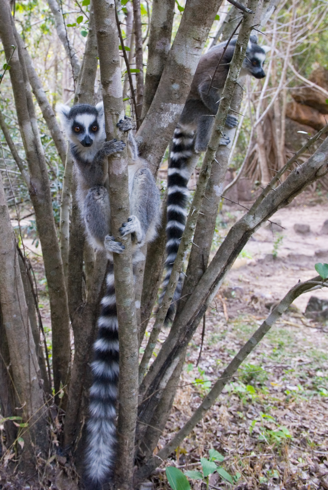 2009/09/wikimedia-lemur-catta-1