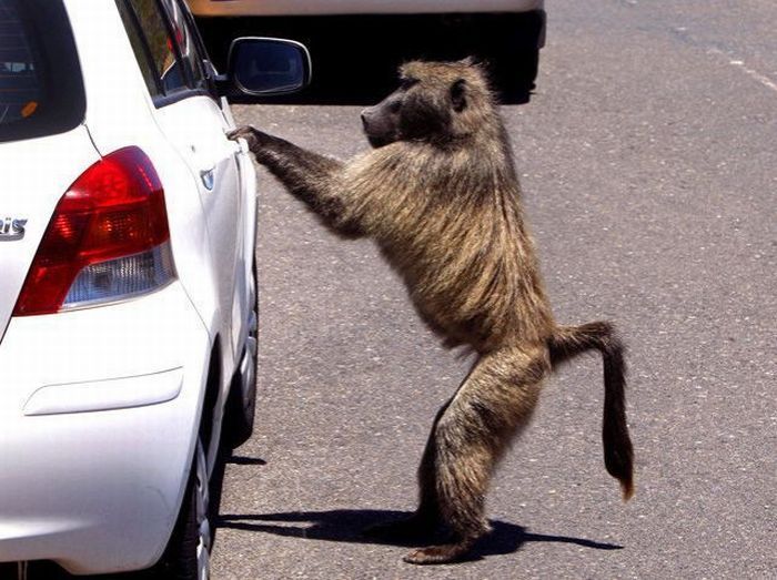 2010/09/48740184fotopodborka-060