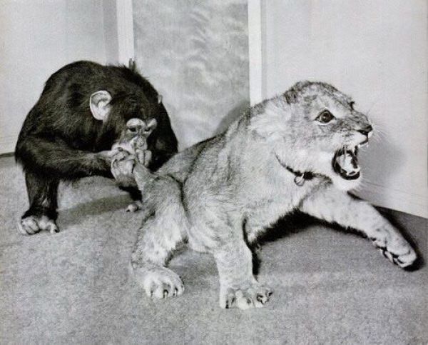 2010/09/6d4bb436fotopodborka-023