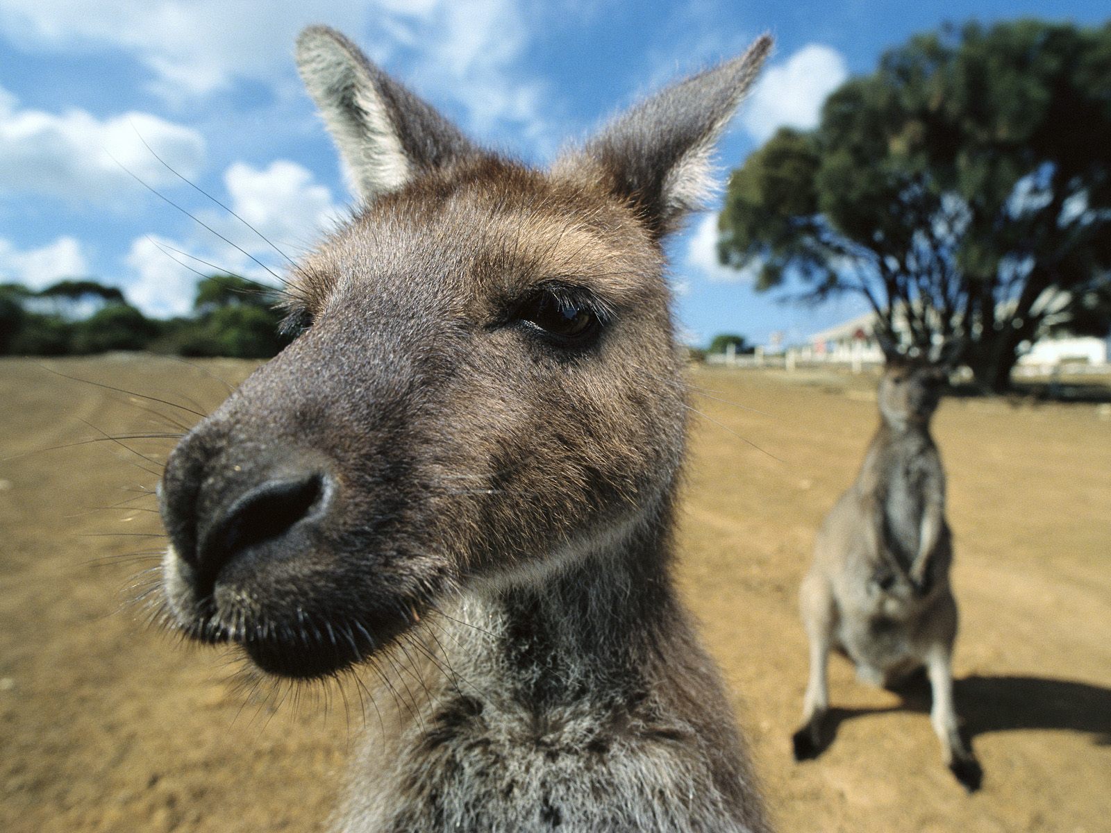 2010/10/curious-kangaroos