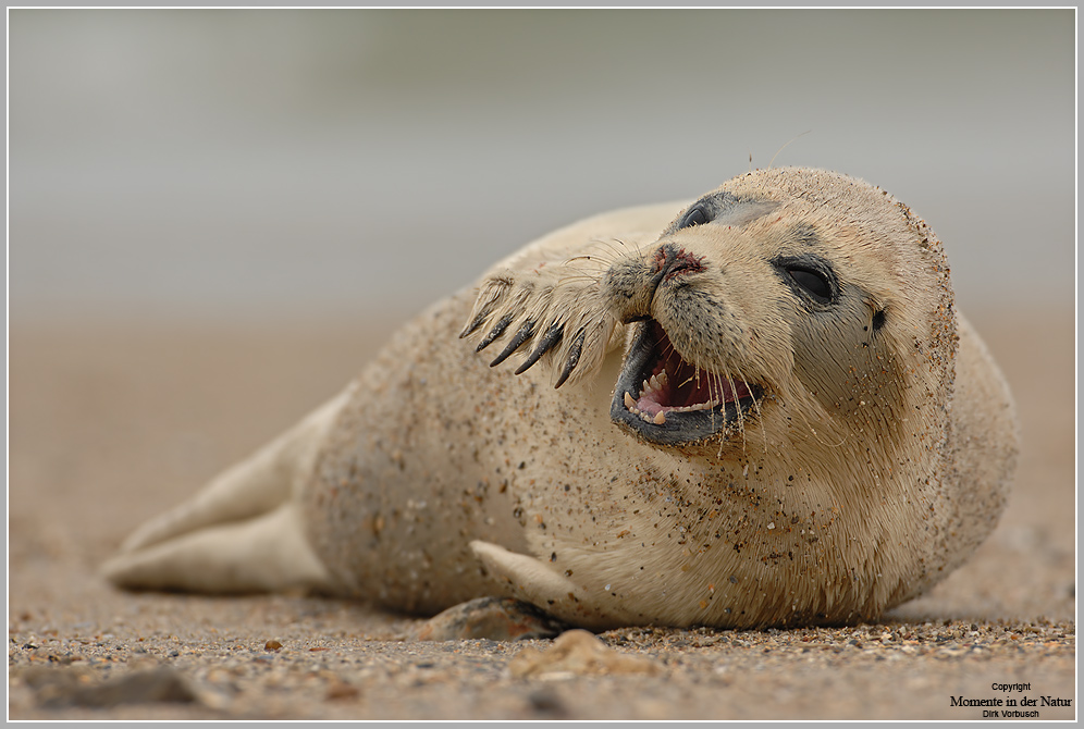 2010/10/seehund-phoca-vitulia-4-dirk-vorbusch-seehunde-vitulina-seehund-robben-robbe-phoca