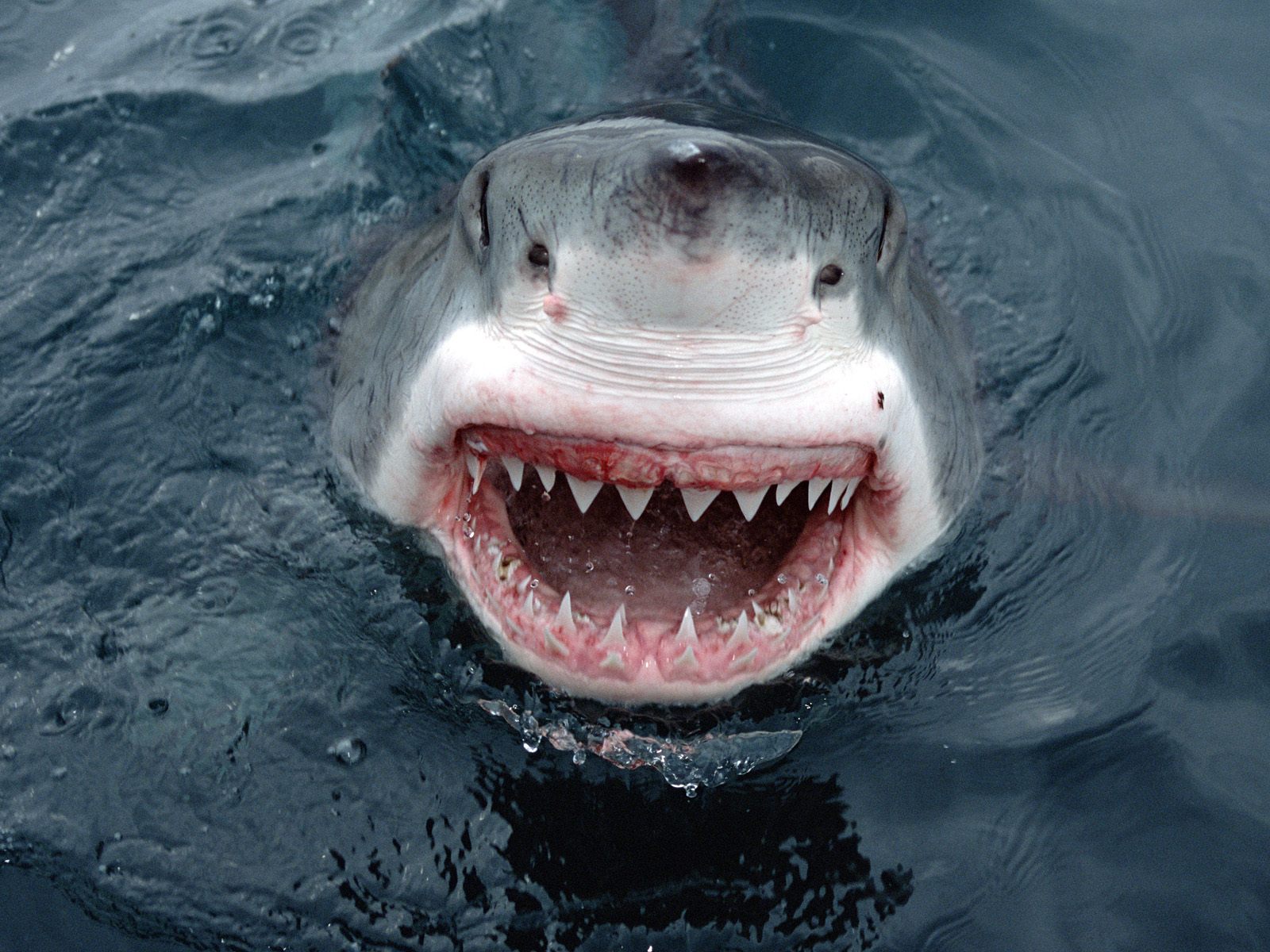 2010/10/yipes-great-white-shark-south-australia