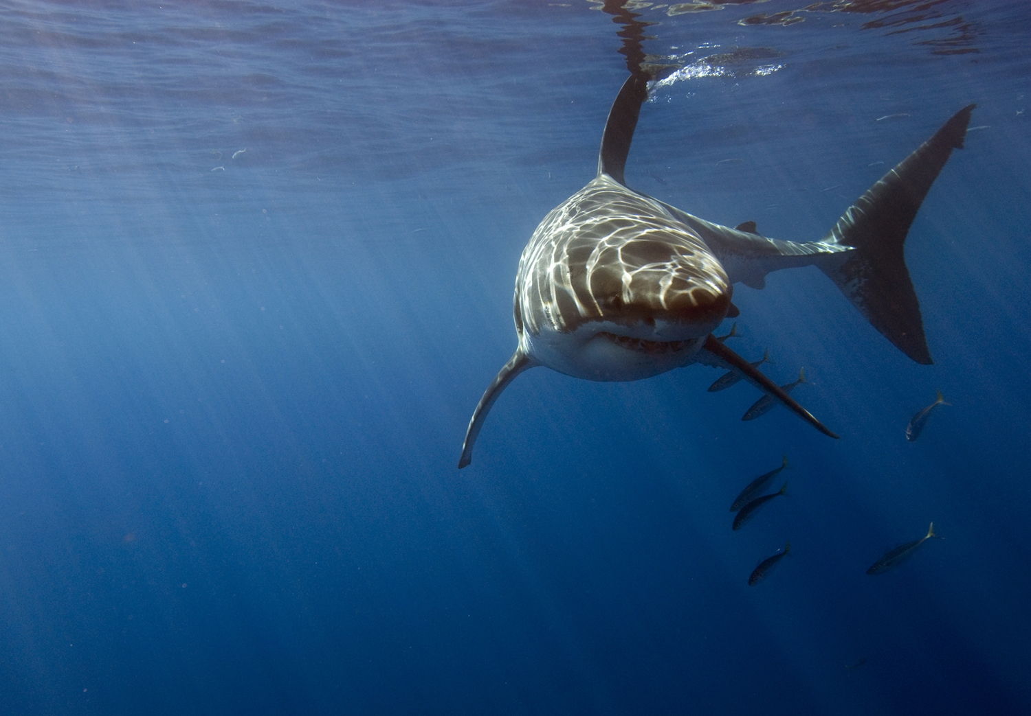 2010/11/pr4-great20white-ron2020valerie20taylor1