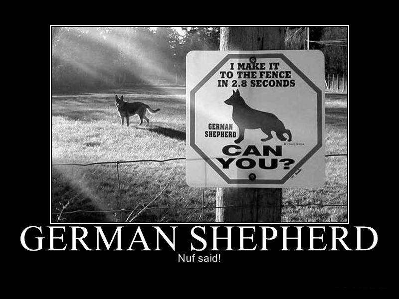 2011/01/634170975705878315-germanshepherd