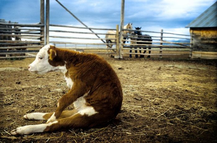 2011/01/ad5abd50fotopodborka-012