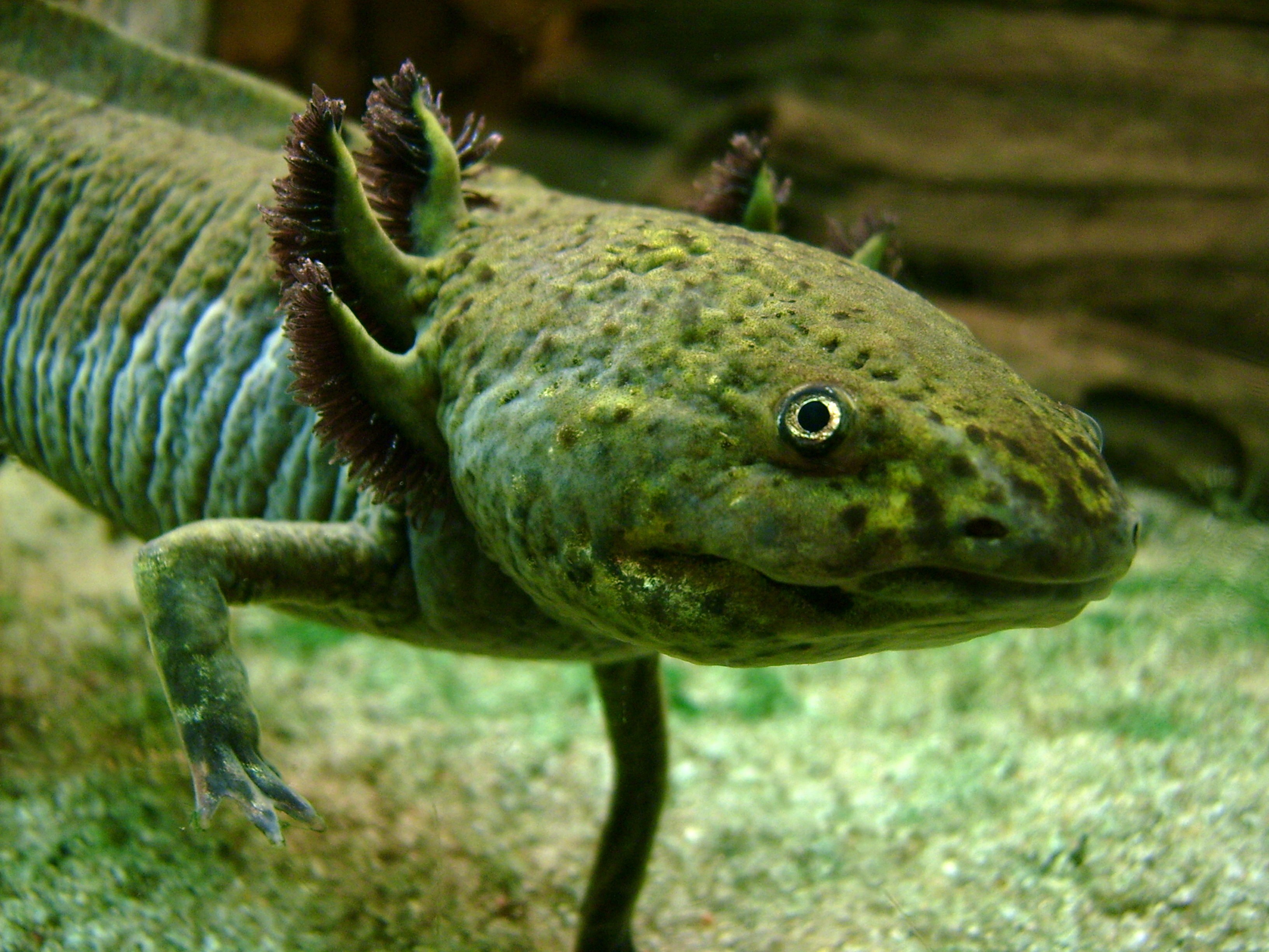 2011/01/axolotl-portrait