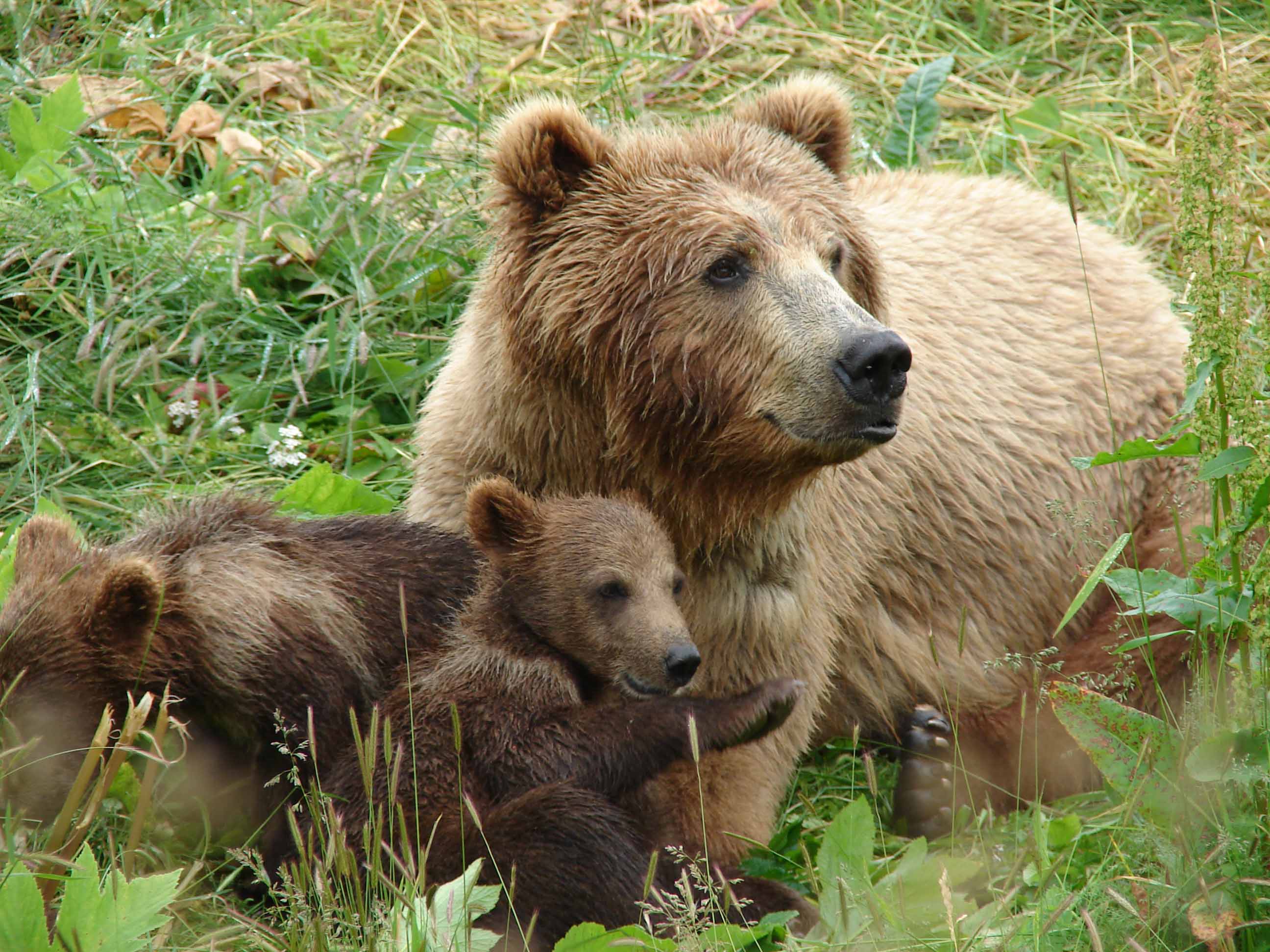 2011/01/mama-bear-with-cubsx