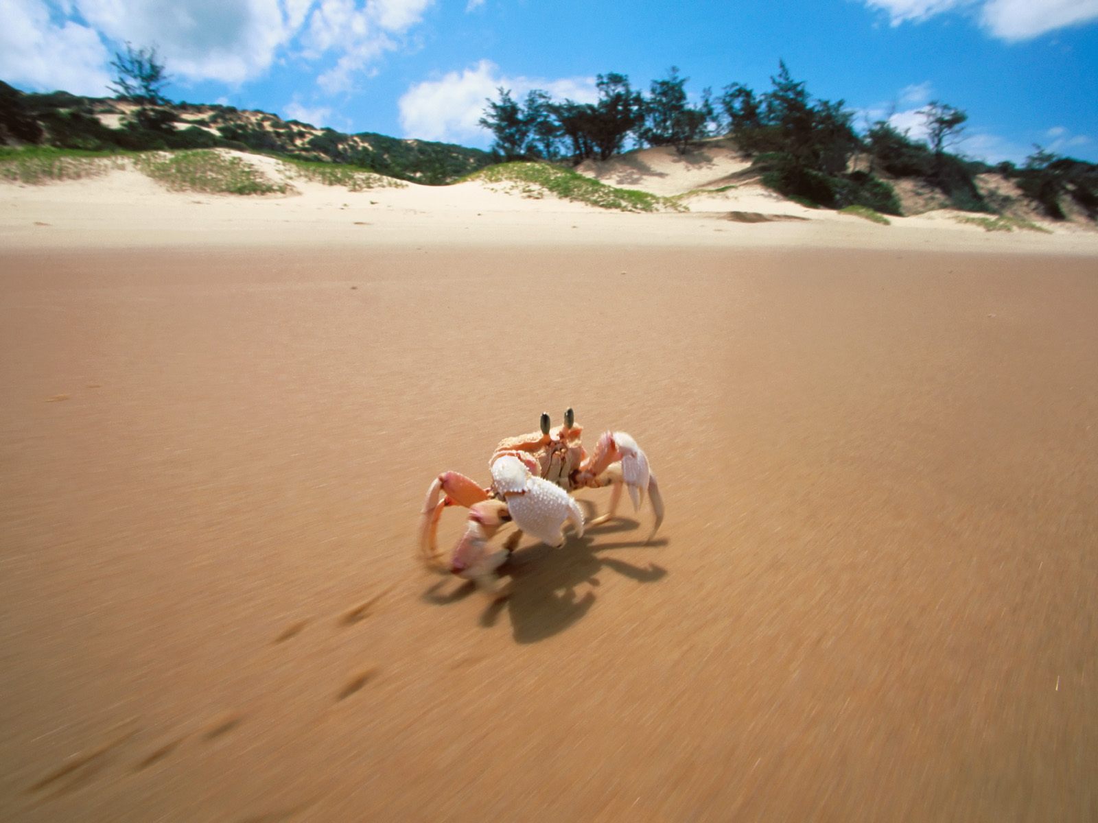 2011/01/sidesteppin-crab-bazaruto-mozambique