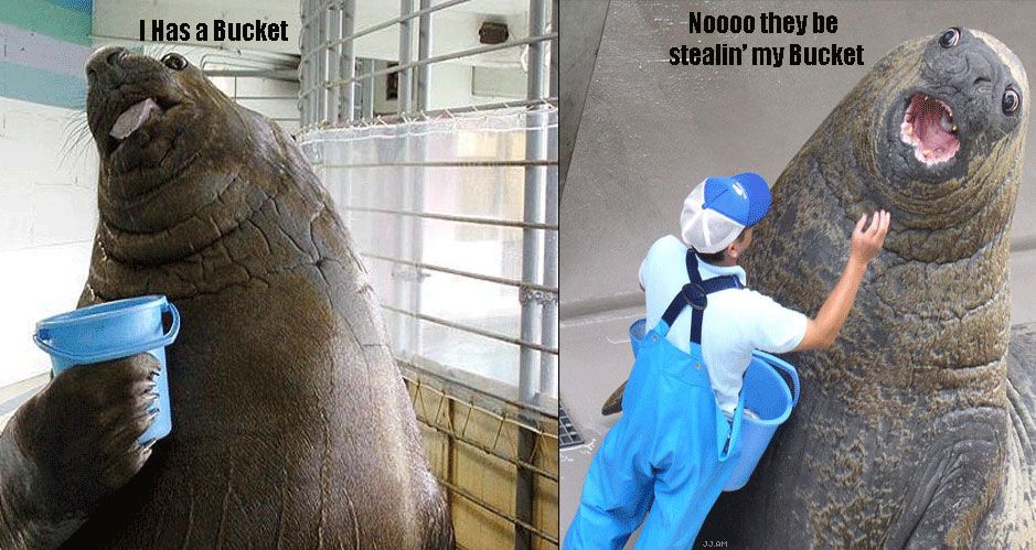 2011/01/walrus-with-bucket