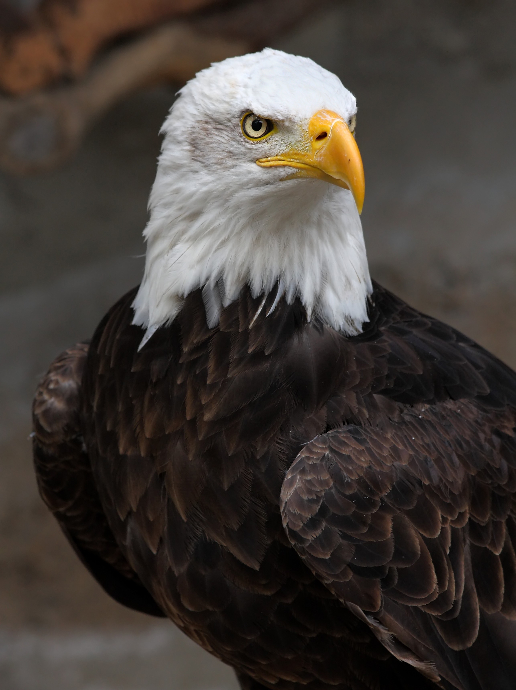 2011/01/wikimedia-weisskopf-seeadler-haliaeetus-leucocephalus-8-amk