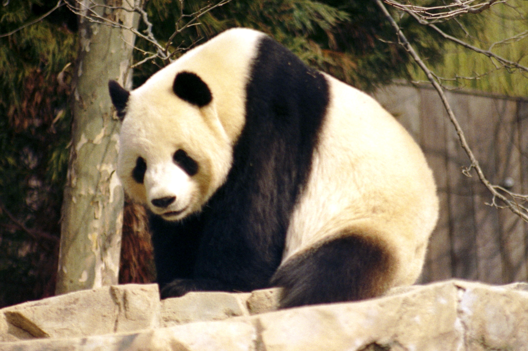 2011/03/giant-panda-2004-03-2