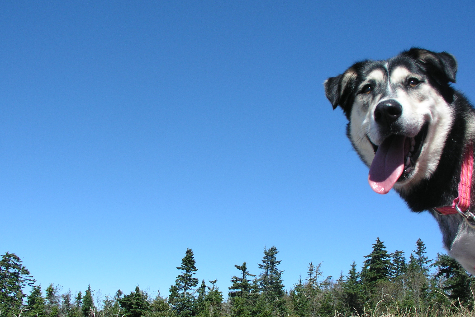 2011/03/happy-dog