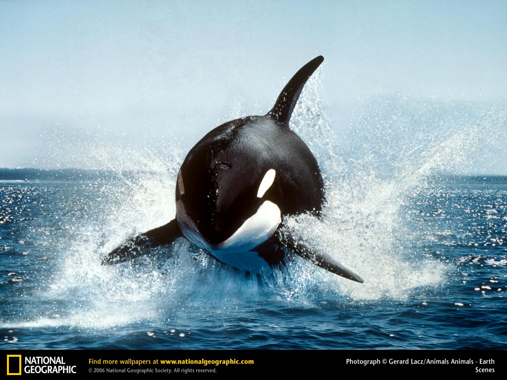 2011/03/nationalgeographic-orca-killer-whale