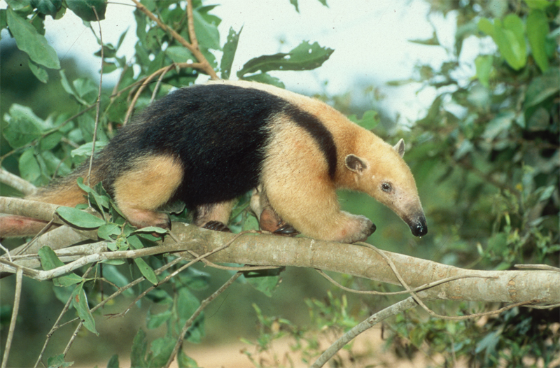 2011/03/oroverde-tamandua-01