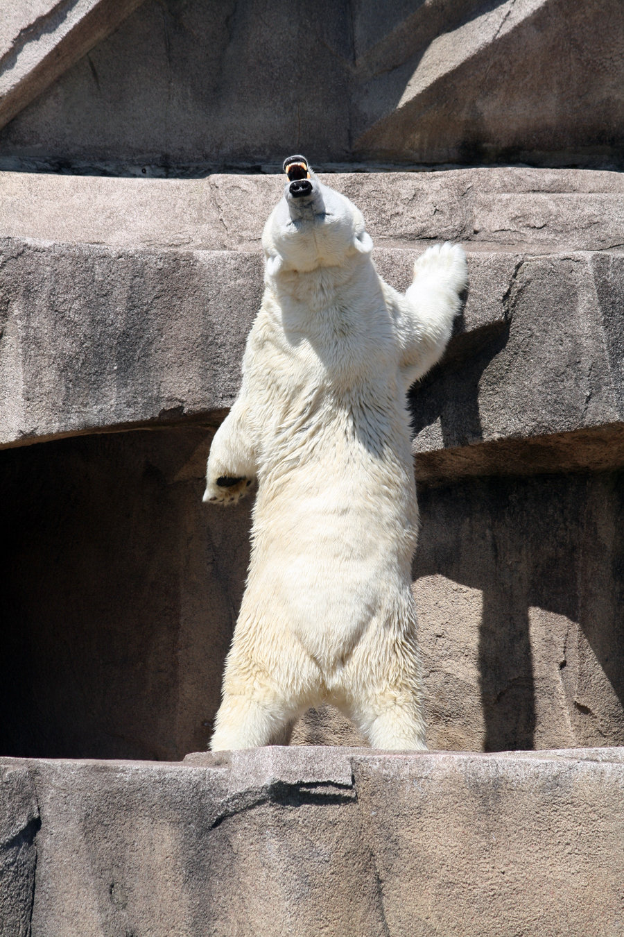 2011/03/polar-bear-3