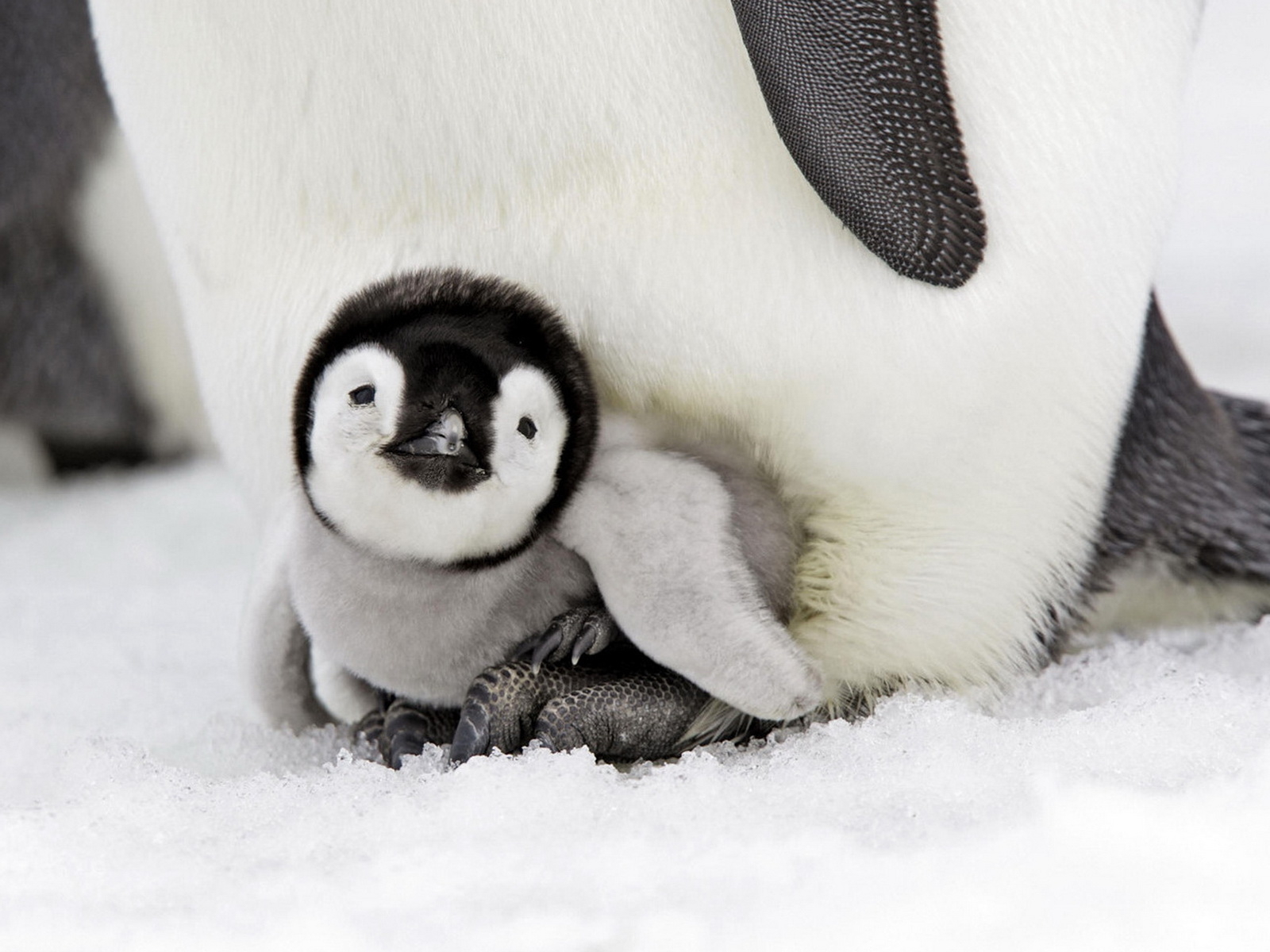 2011/03/zastavki-animals-birds-small-penguin-020774