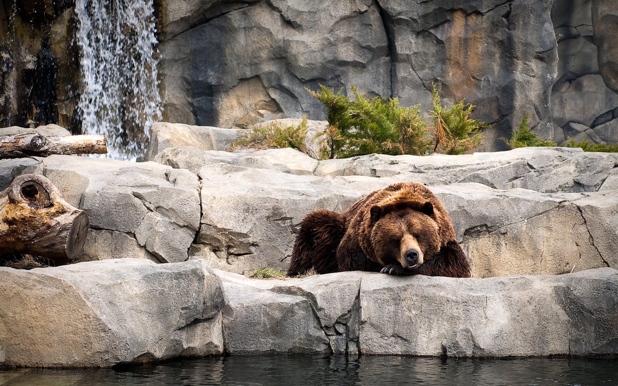 2011/04/02539-bearslife-2560x1600