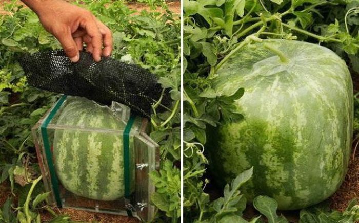 2011/04/5000b90dfotopodborka-027