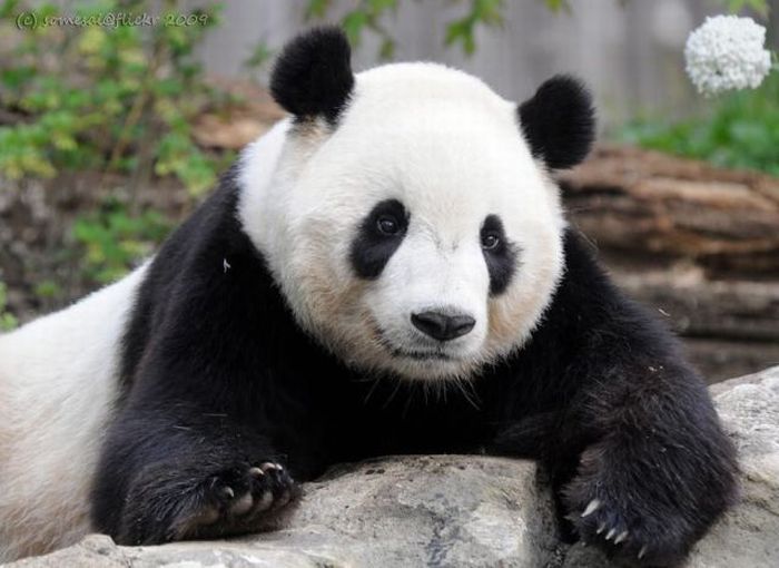 2011/04/9c1628c2photopodborka-052