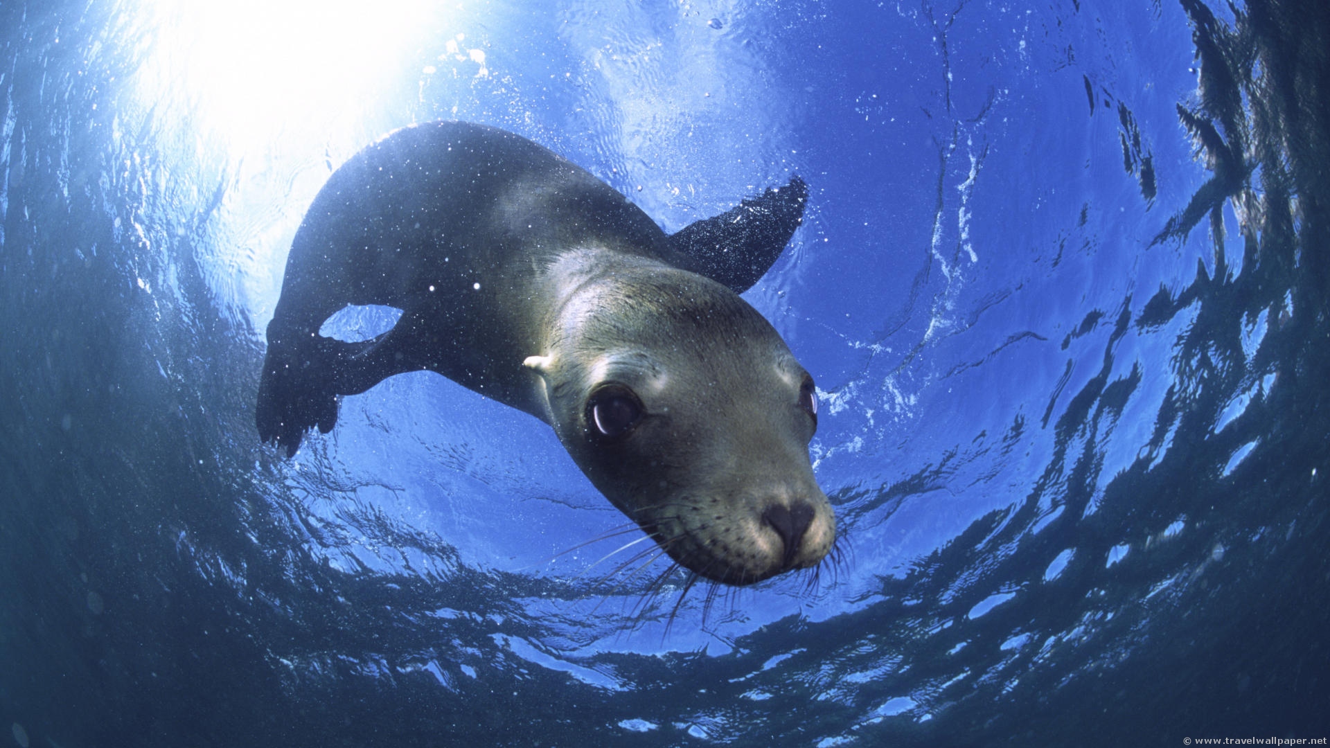 2011/04/california-sea-lion-baja-california