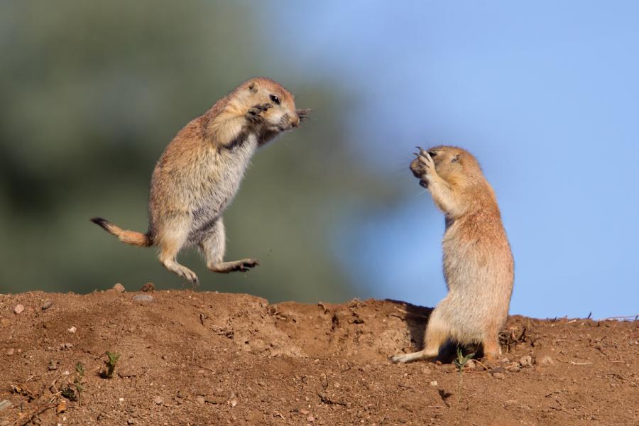 2011/04/prairie-dog