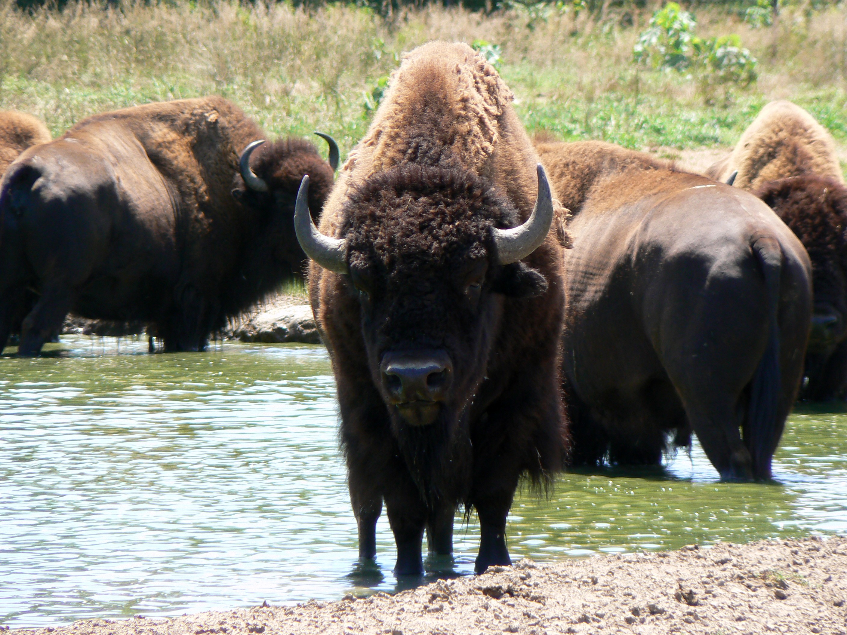 2012/03/american-bison-with-friends