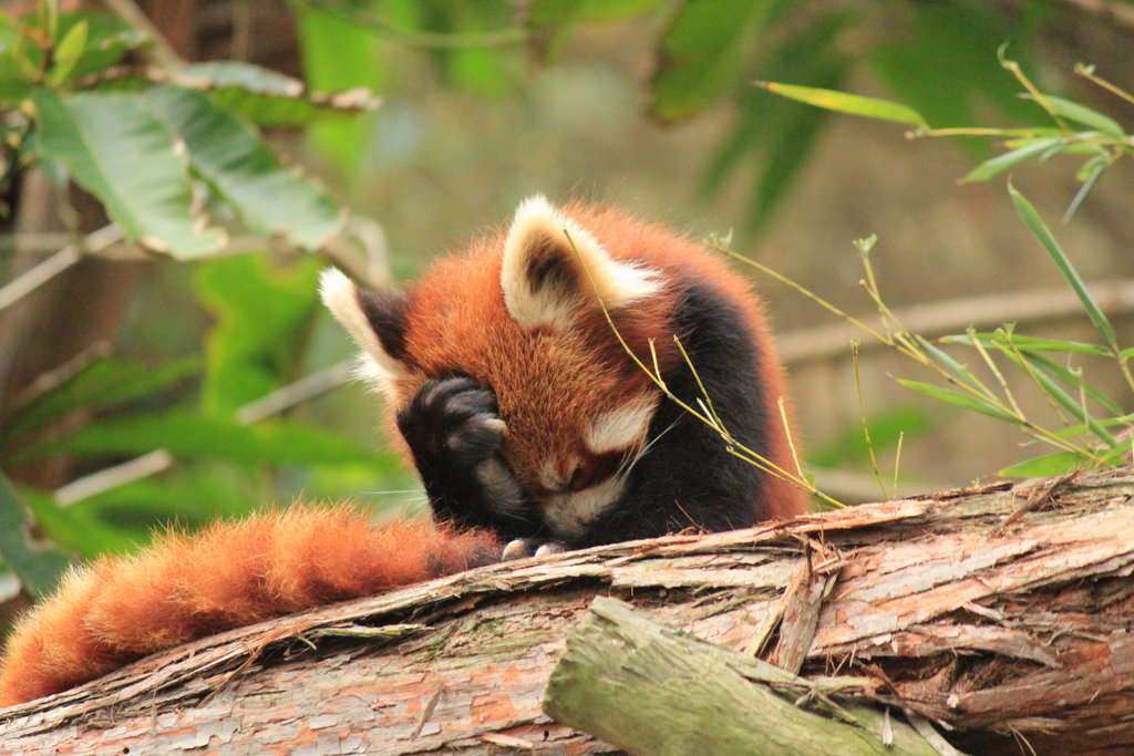 2012/03/deviantart-red-panda-hangover-by-auxientius-d4a6imb