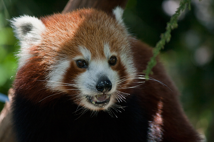 2012/03/deviantart-red-panda-x-by-aerovista-d4l8z4f