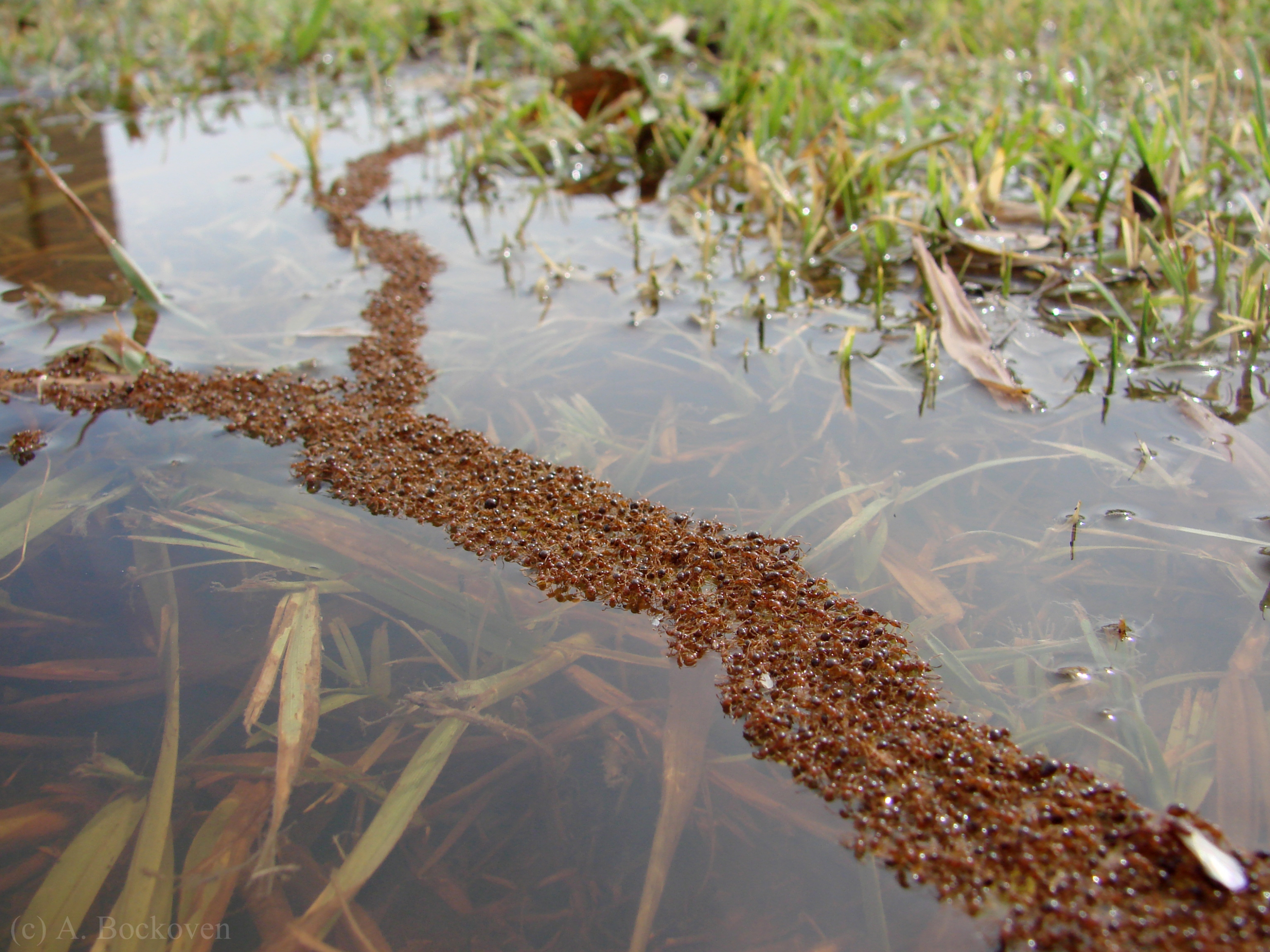 2012/03/fire-ant-forking-raft-bridge