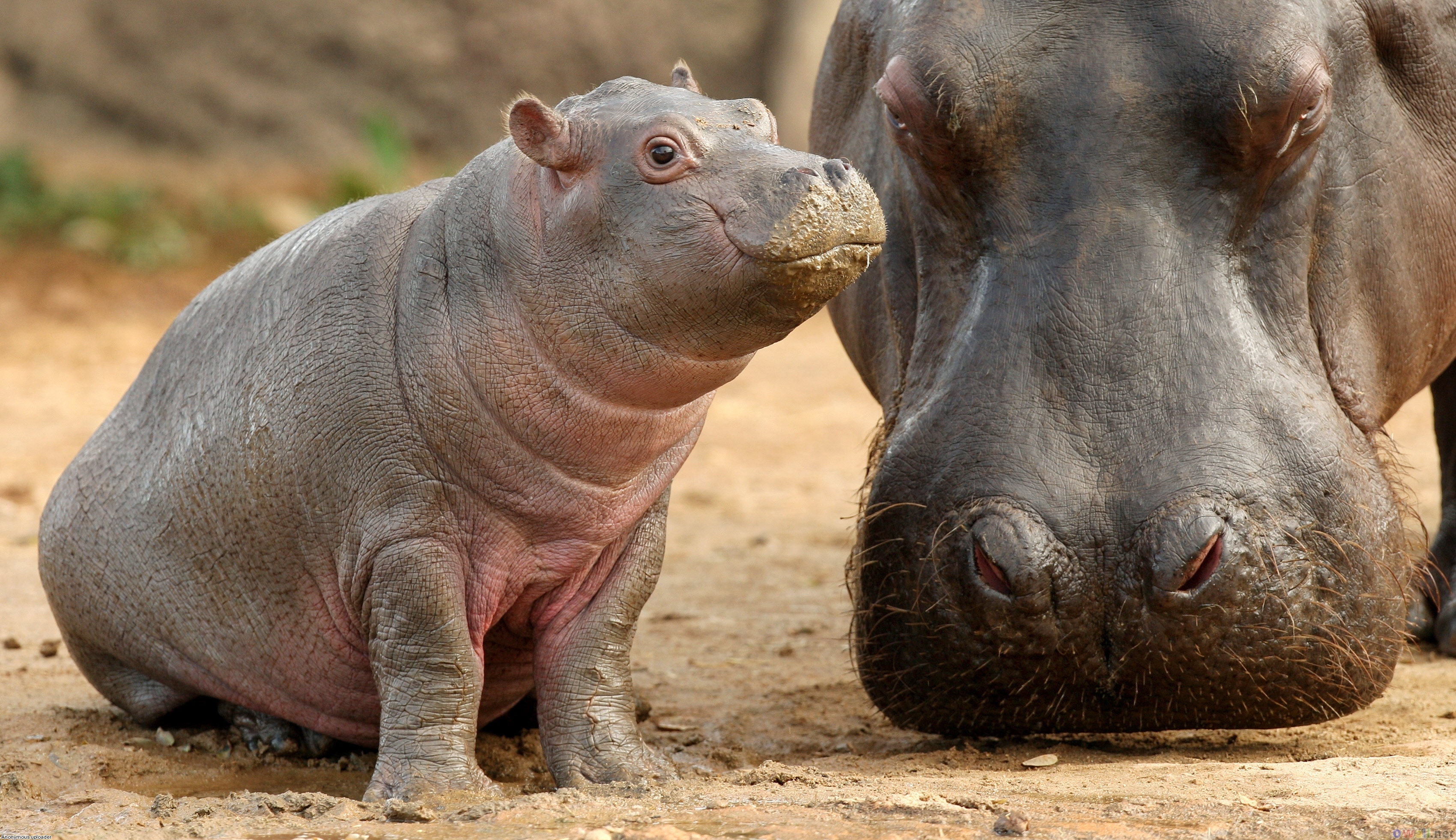 2012/03/hippo-baby-3400x1962