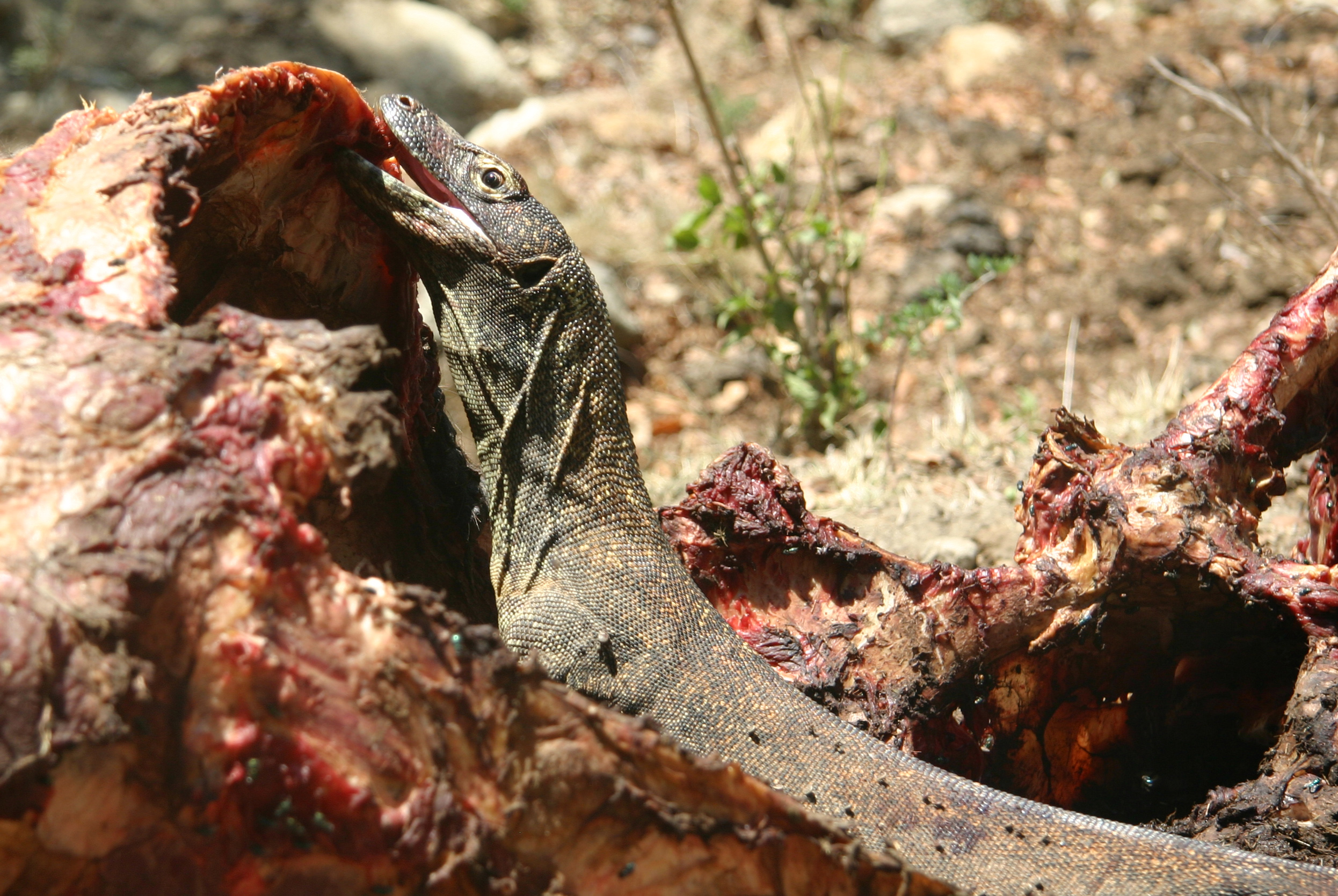 2012/03/komodo-dragon-eating-rinca