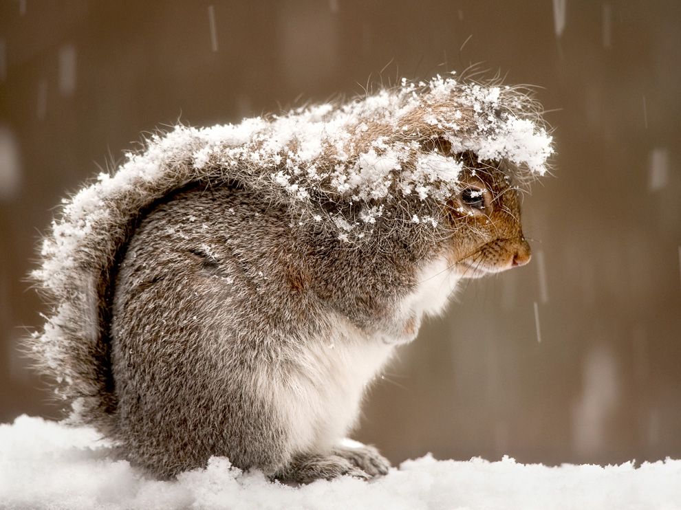 2012/03/nationalgeographic-squirrel-snow-storm-47916-990x742