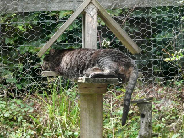 2012/03/photobucket-phoebeasleeponthebirdtable