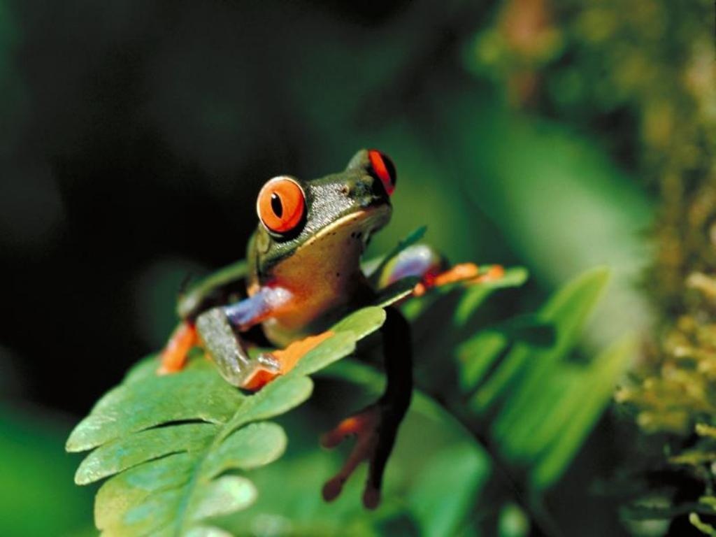 2012/03/stanford-frog2