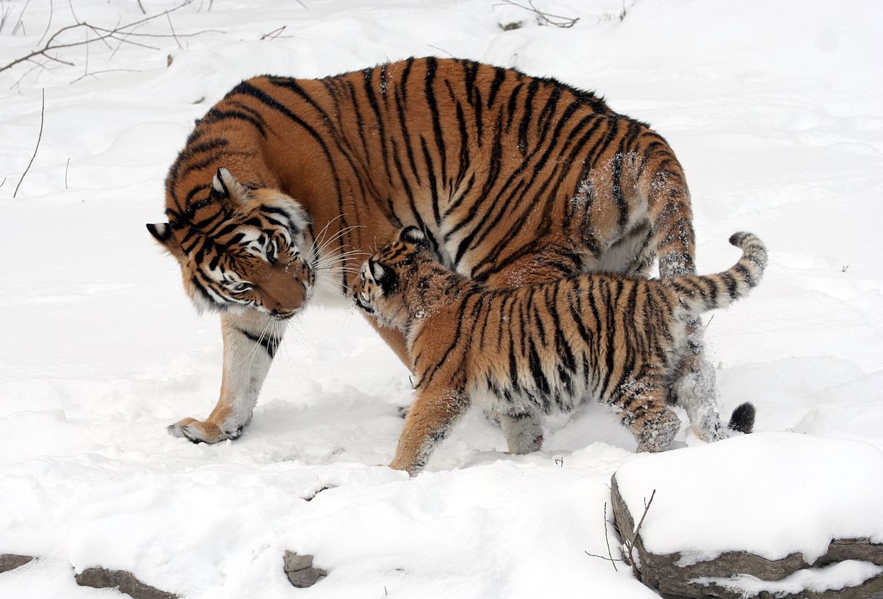 2012/03/wikimedia-1280px-panthera-tigris-altaica-13-buffalo-zoo