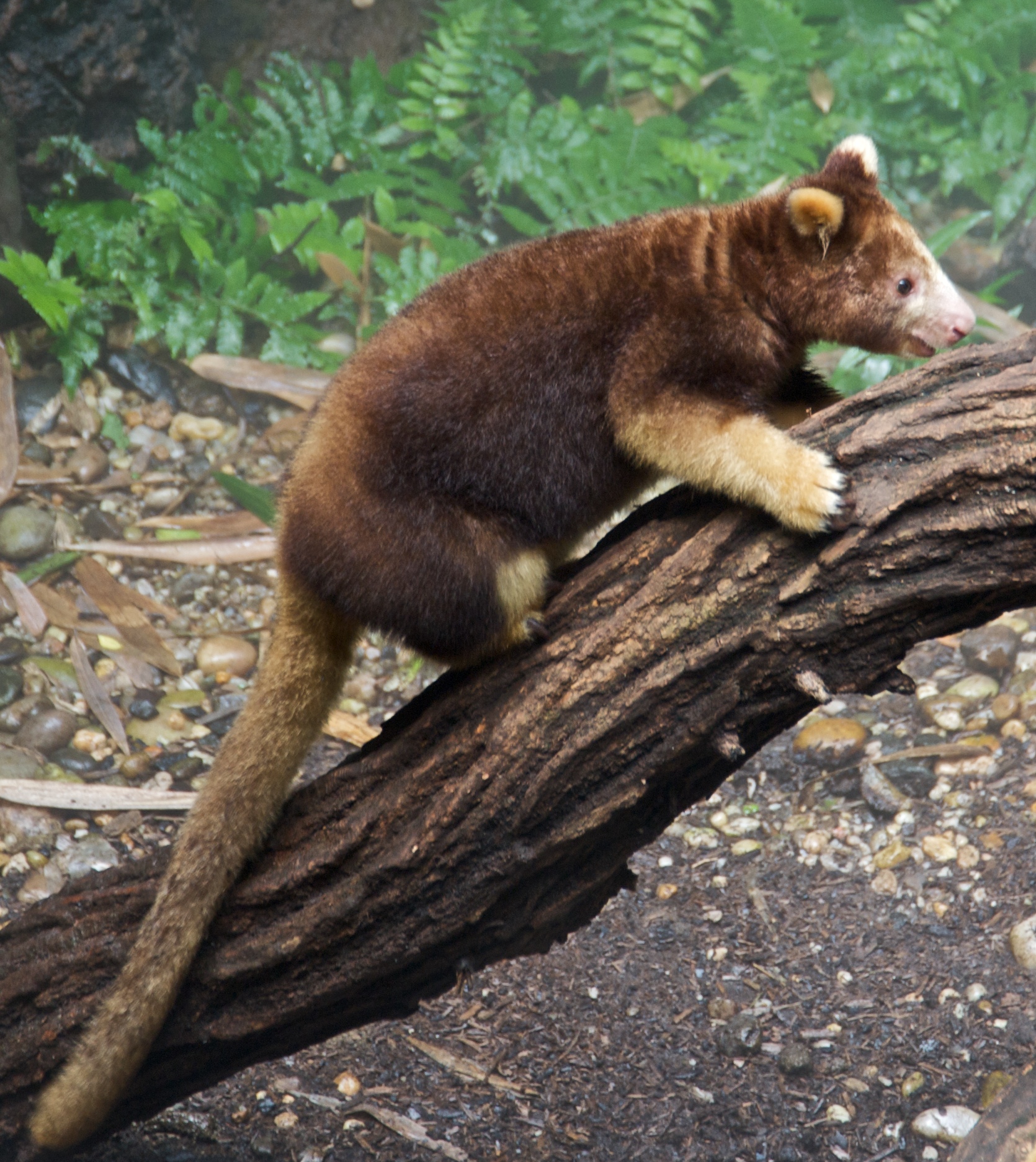 2012/03/wikimedia-matschies-tree-kangaroo-dendrolagus-matschiei-at-bronx-zoo-1-cropped