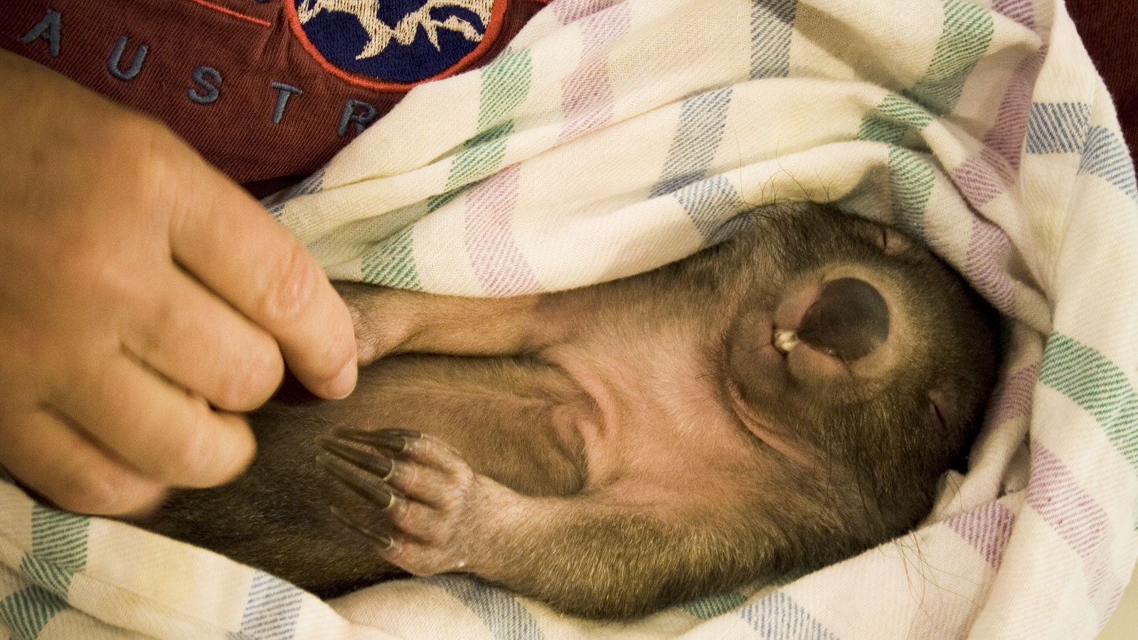 2012/04/baby-wombat