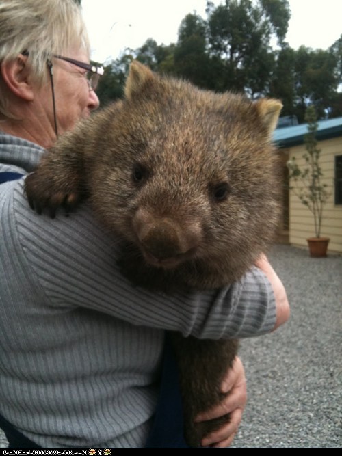 2012/09/cute-animals-daily-squee-squee-spree-wombat-hugs