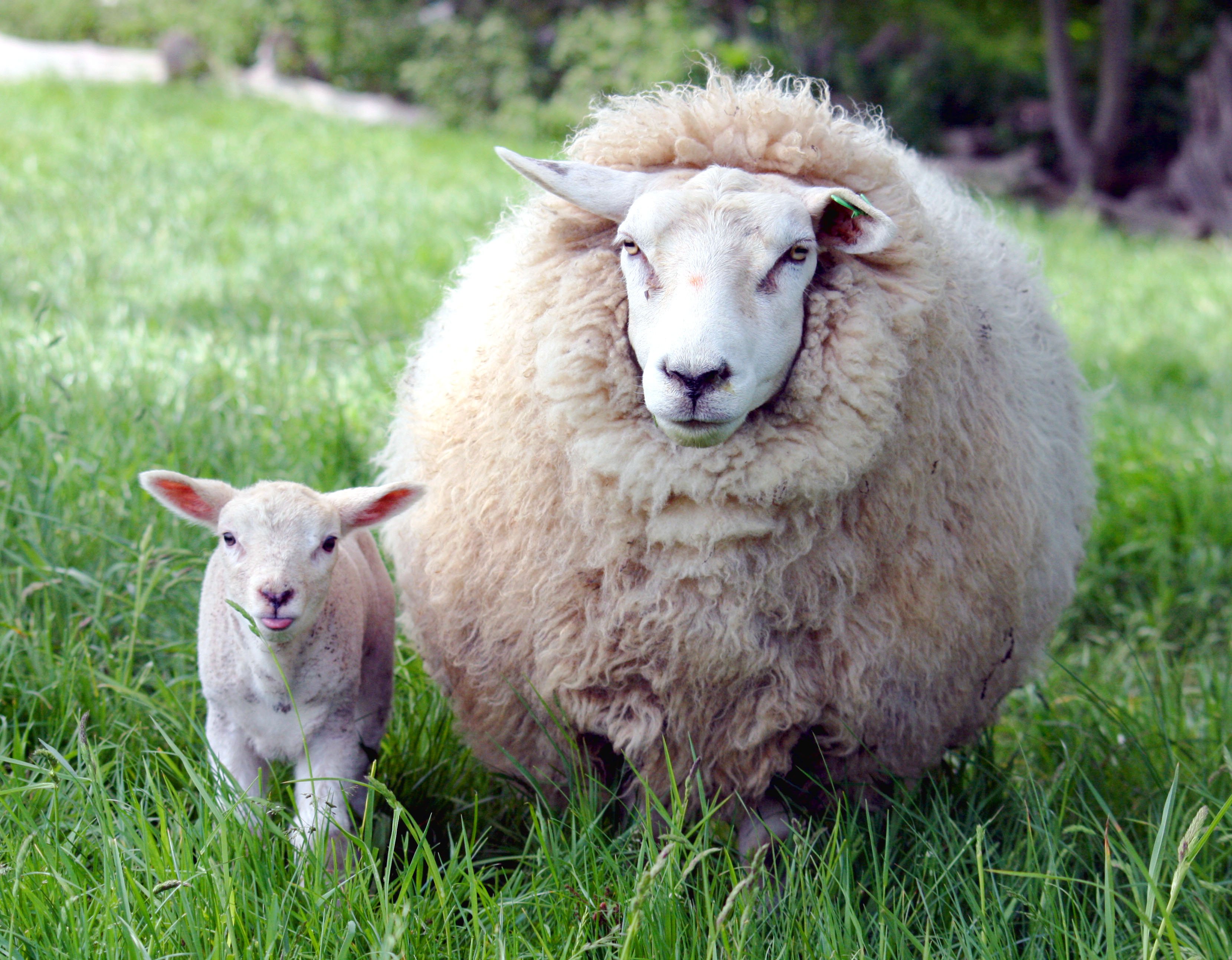 2012/09/wikimedia-ewe-and-lamb-in-kent