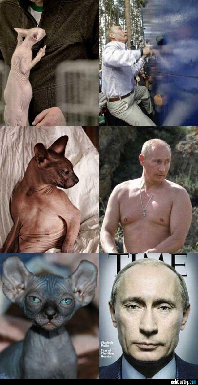 2015/03/echtlustig-vladimir-putin-vs-sphynx-katze