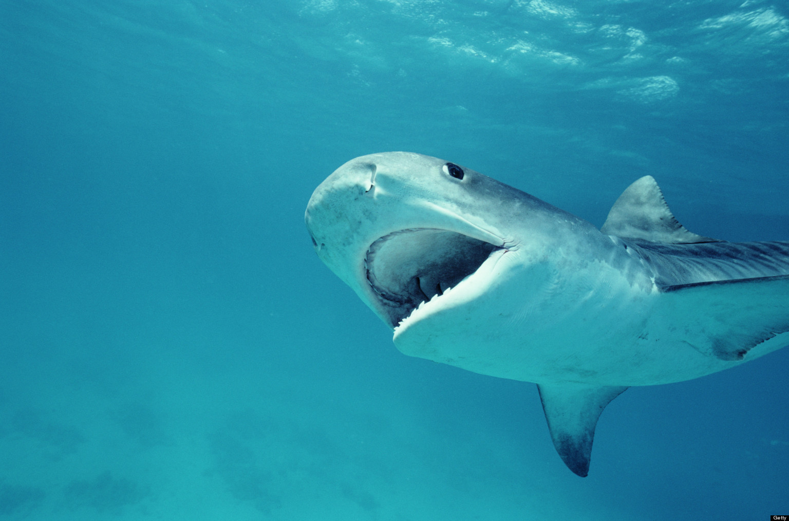 2015/04/huffpost-o-shark-attacks-at-surfside-facebook